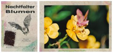 Samenkarte mit Blumenfoto: Gemeine Nachtkerze