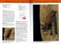 Preview: Beispielseite Artvorstellung: Die Fledermäuse Europas - kennen, bestimmen, schützen