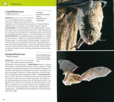 Beispielseite: Welche Fledermaus ist das?