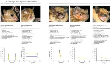 Klappe Innen Die Fledermäuse Europas - kennen, bestimmen, schützen