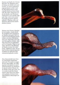 Beispielseite: Fledermausbrevier Teil I und II