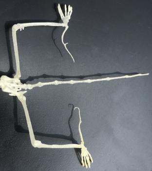 Skelett Weissrandfledermaus (Detail)