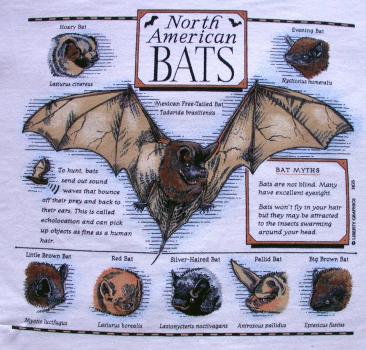 Motiv T-Shirt "North American Bats"