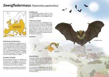 Bild- und Lehrtafel: Zwergfledermaus