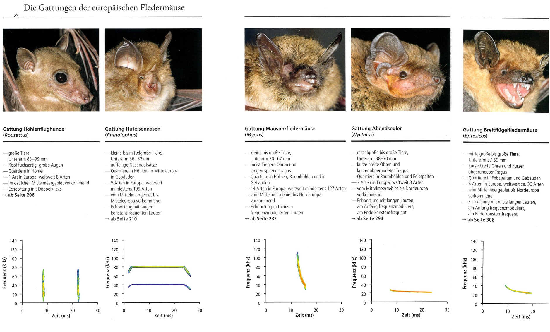 All About Bats Die Fledermäuse Europas kennen, bestimmen, schuetzen