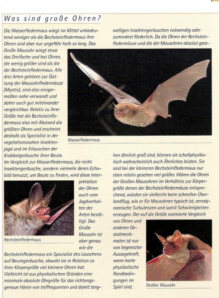 Beispielseite:  Fledermäuse - Das Praxisbuch
