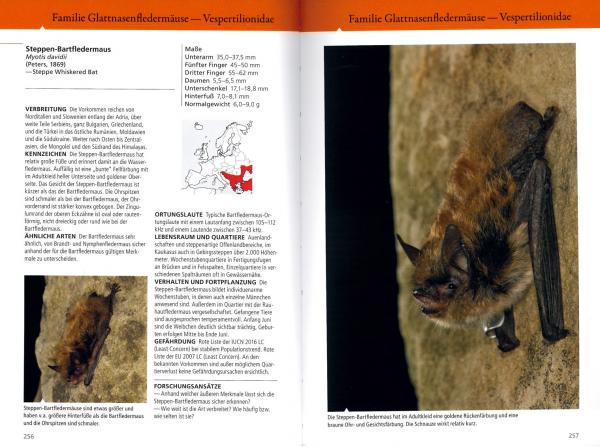 Beispielseite Artvorstellung: Die Fledermäuse Europas - kennen, bestimmen, schützen