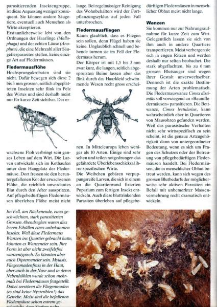 Beispielseite: Fledermausbrevier Teil I und II