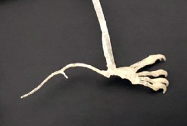 Skelett Weissrandfledermaus (Detail)