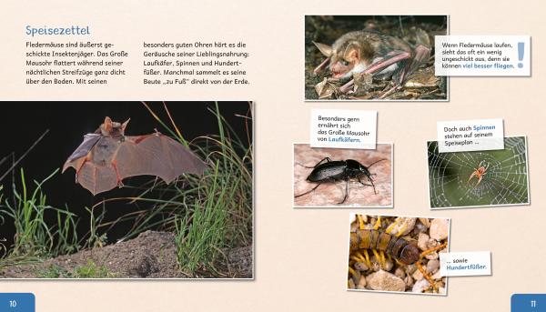 Beispielseite: Meine Große Tierbibliothek: Die Fledermaus