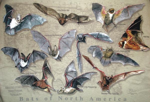 Motiv: T-Shirt "Bats of North America"