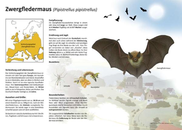 Bild- und Lehrtafel: Zwergfledermaus